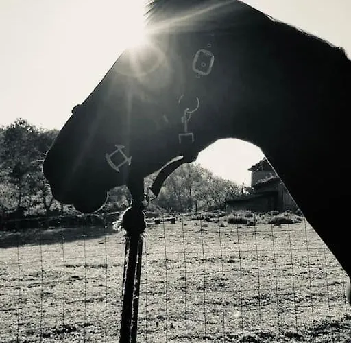 Location Maison - 17150 Semesterbostad Mirambeau (Charente-Maritime)